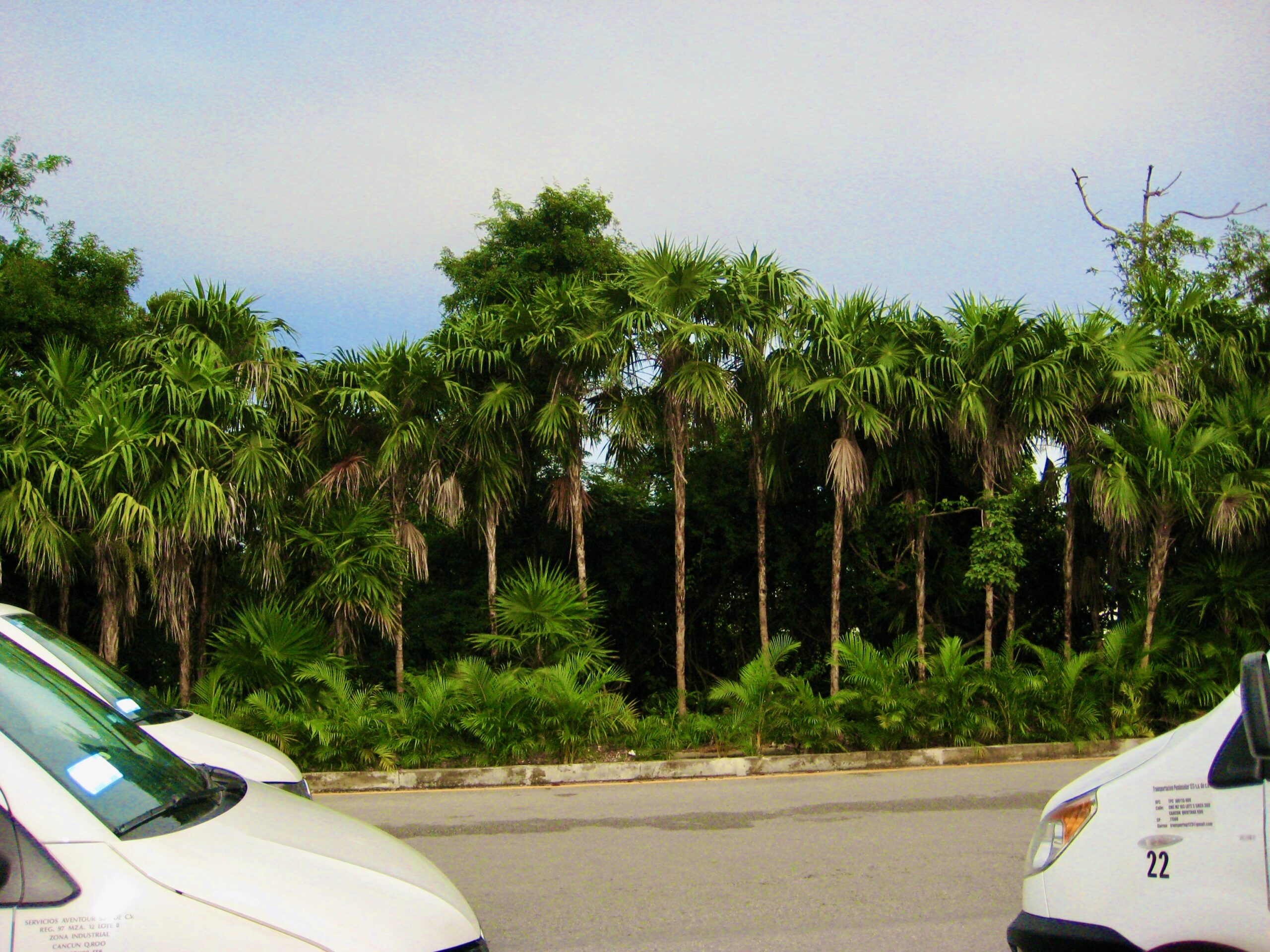 Tall, tropical trees in Mexico