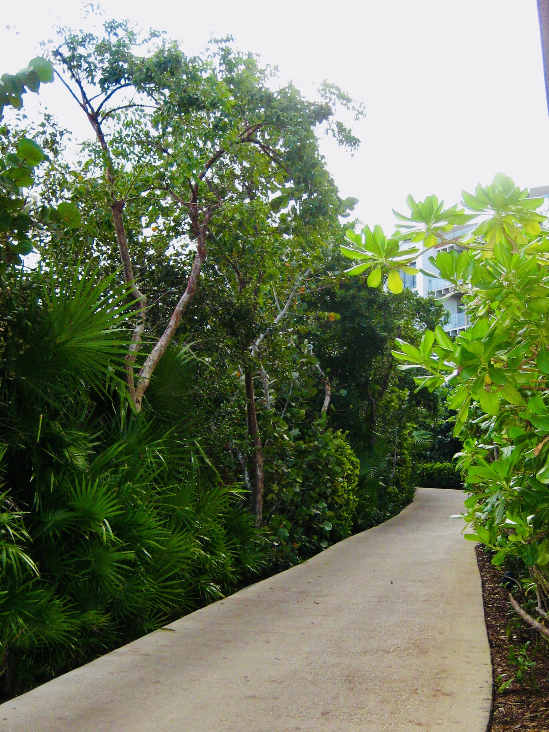 Outdoor lush green path