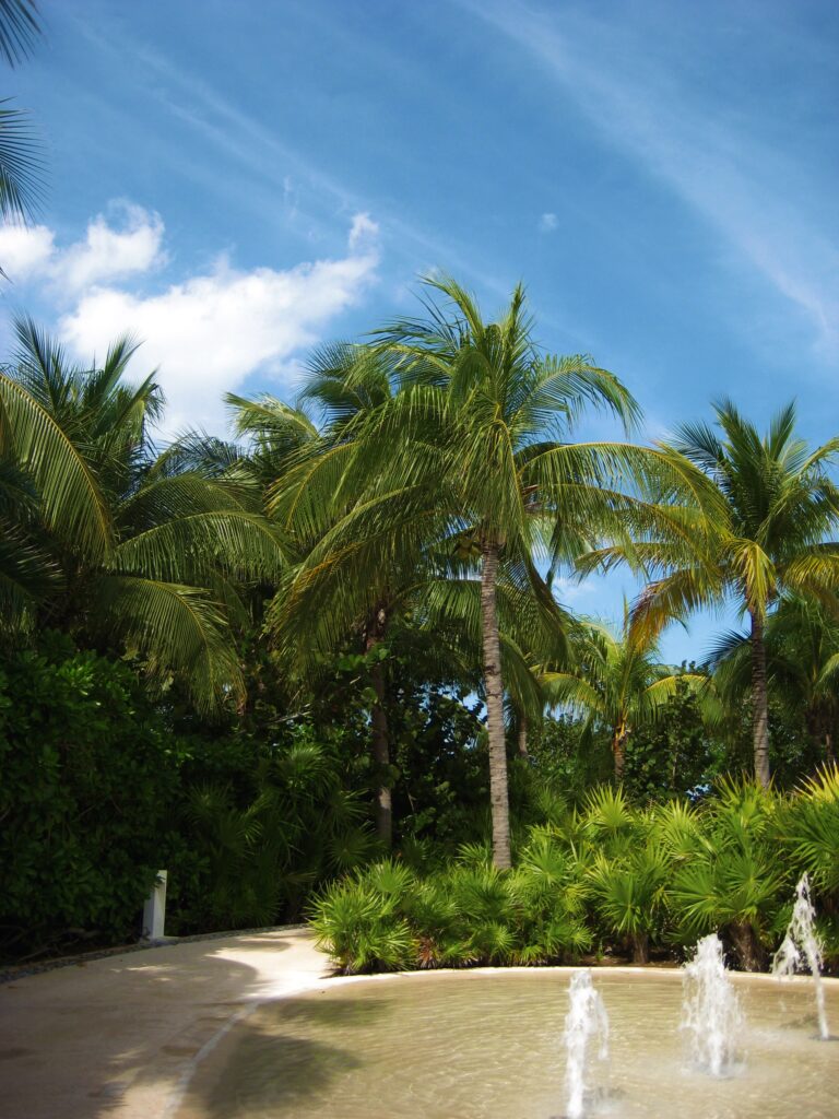 Palm trees and fountain